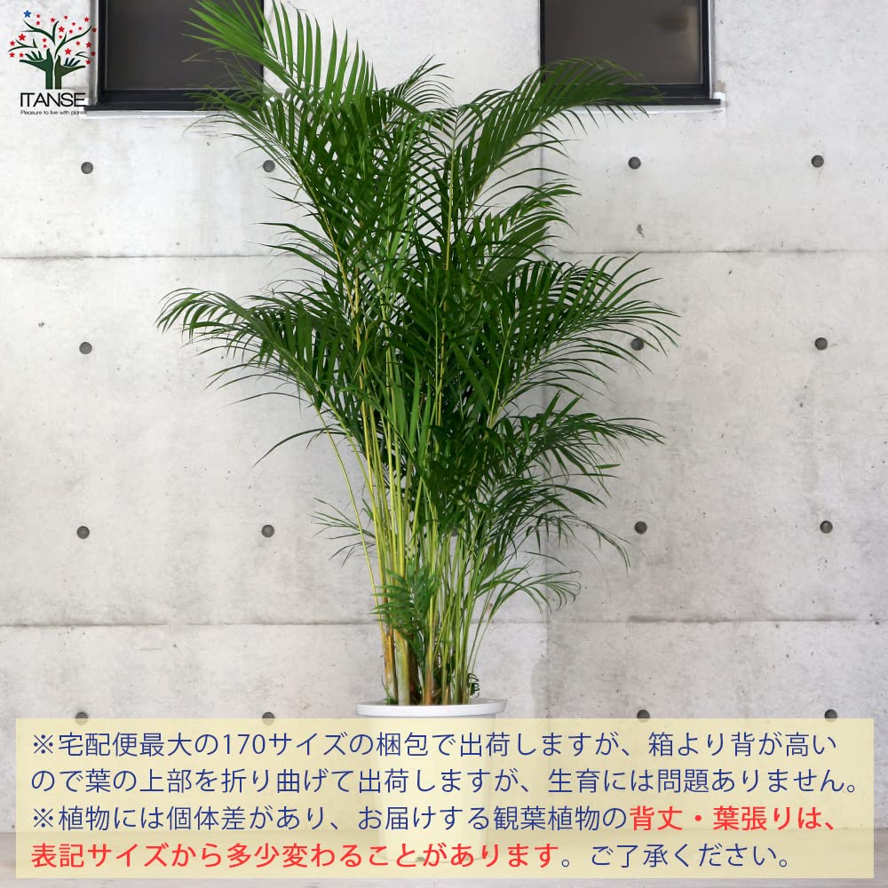 Amazon｜ITANSE アレカヤシ 観葉植物 10号大鉢 品種で選べる観葉